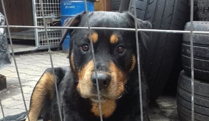 Attila für die Presse 1