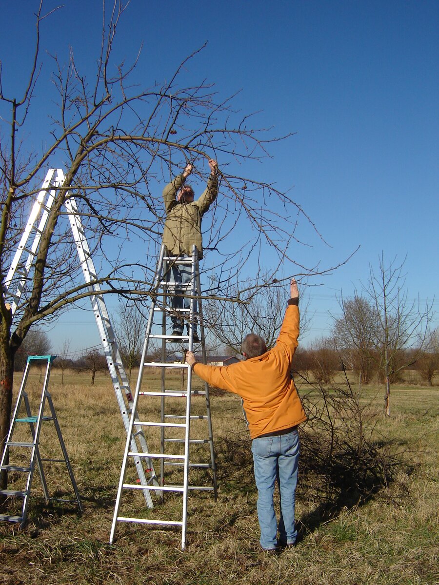 ua_baumschnitt_feb_hochformat