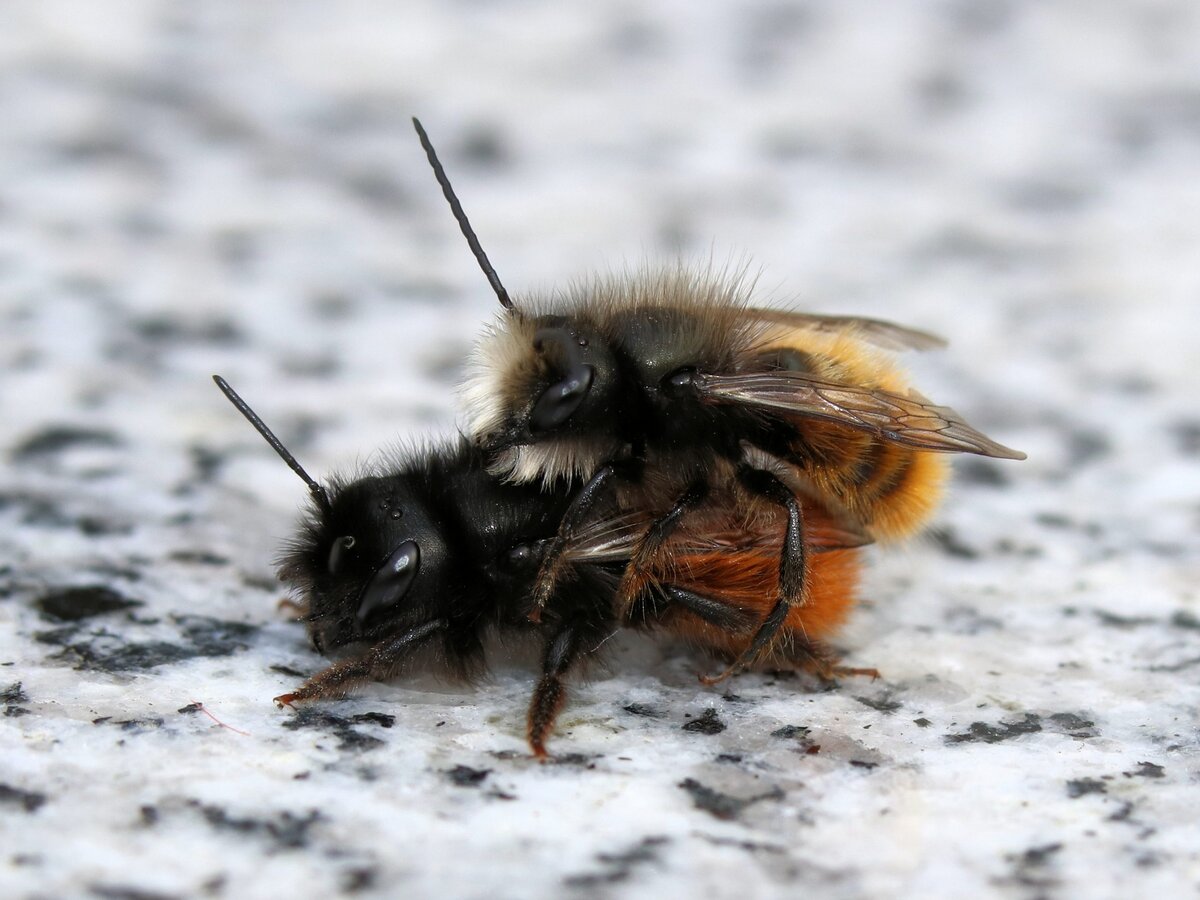 Insekten heldberg_Gehörnte-Mauerbiene-Osmia-cornuta-Paarung