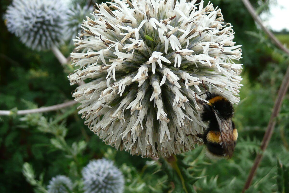 ua_grünflächen_Echinops sphaerocephalum_Goddelau-Brachfläche