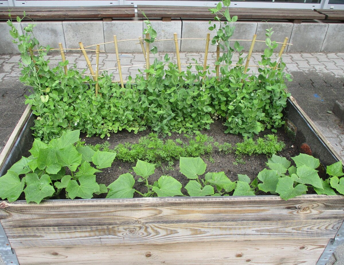 kit_sonnenschein_hochbeet