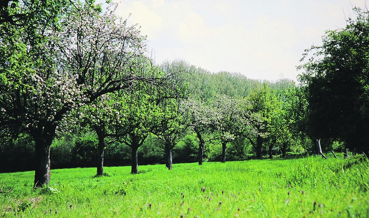 Streuobstwiesen Kreis GG 3_bearbeitet