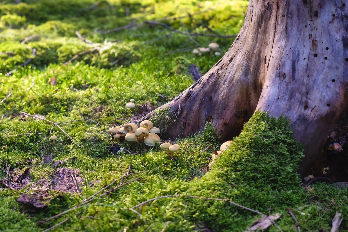 mushrooms-ga4e988baf_1920