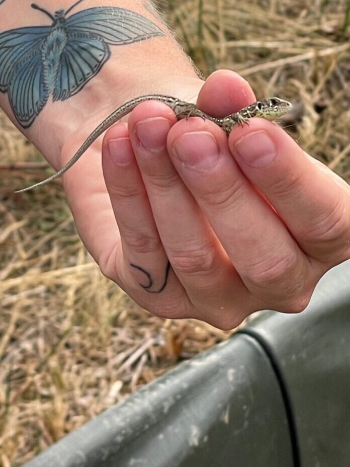 Presse SEGG 20220927 - Eidechse