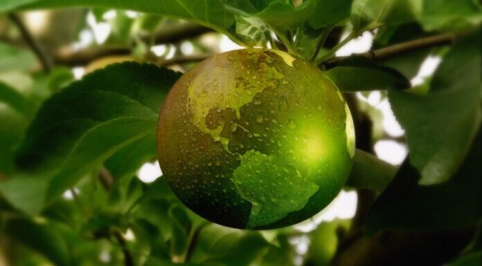 sustainability-g430dfbbbf_1920