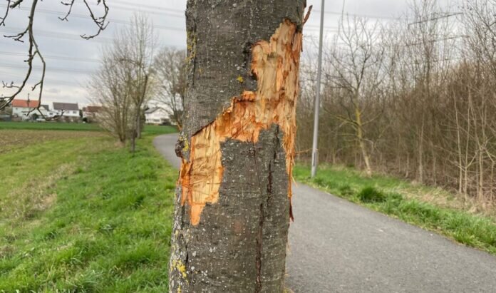 Vandalismus_Apfelbaum