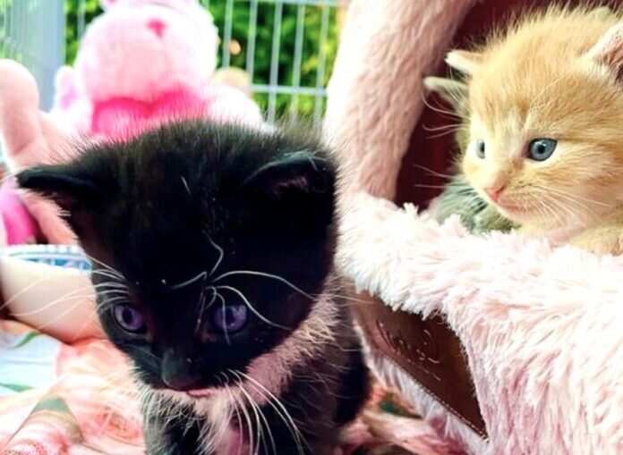 Monty, Ginger + Woody (4)