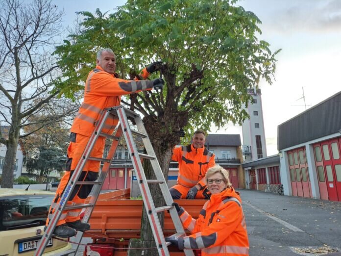 Die städtischen Mitarbeiter*innen Petra Massing, Sören Rothermel und Avni Miftaraj (von rechts) beim Pflegeschnitt einer Kugelrobinie in der Friedrich-Ebert-Straße. Foto: Stadt Griesheim