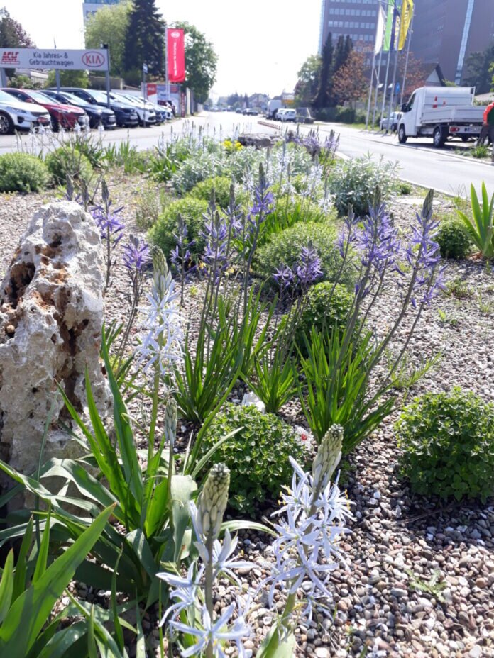 Blumenbeet_Riedbahnstraße_2
