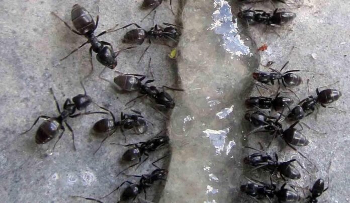 csm_Arbeiterinnen_von_Tapinoma_magnum_an_einem_Gelköder_Quelle_Wissenschaftsstadt_Darmstadt_1e17756766