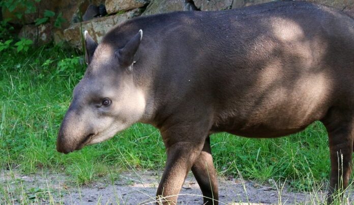 csm_Flachlandtapir_Zoo_Vivarium_Darmstadt_2019.07.10_Quelle_Zoo_Vivarium_Wolfgang_Daum_3b12106adb