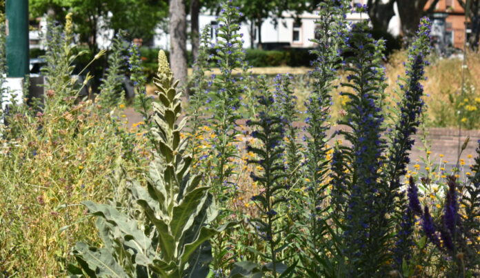 csm_Stadtnatur_Quelle_Umweltamt_fcfd8b28d2