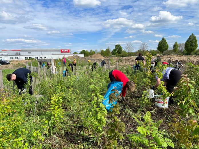 Presse Griesheim 20250828 - Jätaktion Miniwald Südwest © Stadt Griesheim