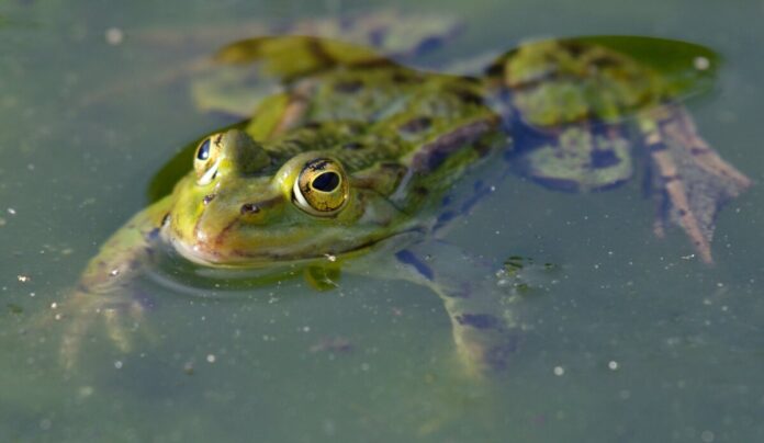 csm_Frosch_im_Teich_Quelle_shutterstock_Christian_Nuebling_ff718ead0a
