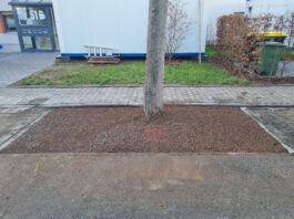 Die Stadtbäume in Griesheim erhalten mehr Platz für ihr Wurzelwerk. Foto: Stadt Griesheim