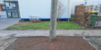 Stadtbäume in Griesheim erhalten mehr Raum Die Stadtbäume in Griesheim erhalten mehr Platz für ihr Wurzelwerk. Foto: Stadt Griesheim