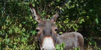 Esel ziehen ins Winterquartie Die Griesheimer Esel ziehen in ihr Winterquartier um. Foto: Stadt Griesheim