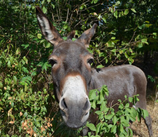 Die Griesheimer Esel ziehen in ihr Winterquartier um. Foto: Stadt Griesheim
