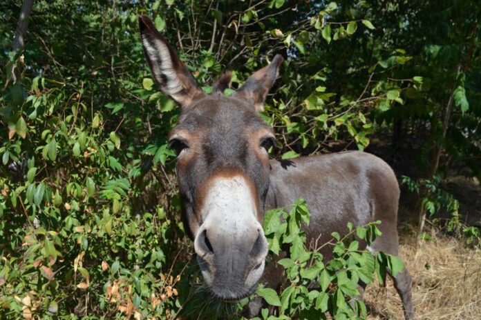 Presse Griesheim 20251208 - Esel ziehen ins Winterquartier©Stadt Griesheim Die Griesheimer Esel ziehen in ihr Winterquartier um. Foto: Stadt Griesheim