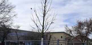 Klimaschutz in Griesheim Foto: Stadt Griesheim