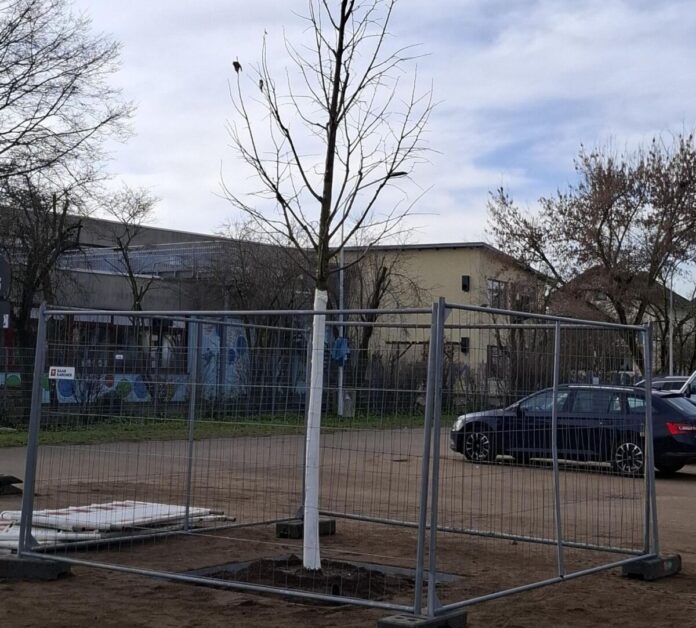 Presse Griesheim 20251222 - Baum Festplatz ©Stadt Griesheim Foto: Stadt Griesheim