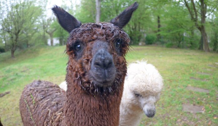 csm_Alpakas_2025-04_Quelle_Reinhard_Mink_d1fe84d5a6