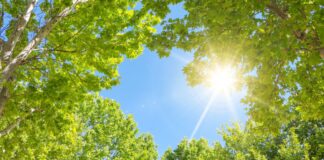 Darmstädter Leitbild Wald