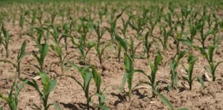 Ergebnisse der Umfrage zu Baumpflanzungen an der Elbestraße, Foto: Symbolbild Pixabay