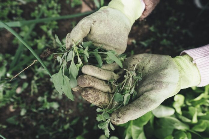 5827444-gardening-2518377_1920