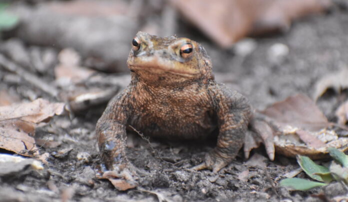 csm_Kröte_4_Fotografin_N._Cyrannek_97aa80d2fb