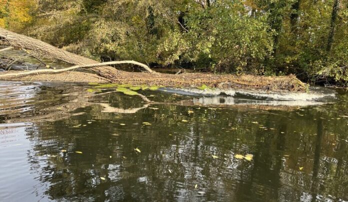csm_Moorteich_Bürgerpark_Quelle_Grünflächenamt_1d71235a65