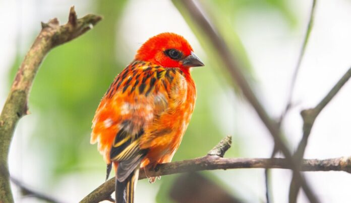 csm_Madagaskar_Webervogel_20240806_Quelle_Zoo_Vivarium_d63fa2583a