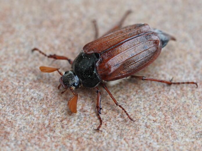 ralf1403-beetle-8741103_1920